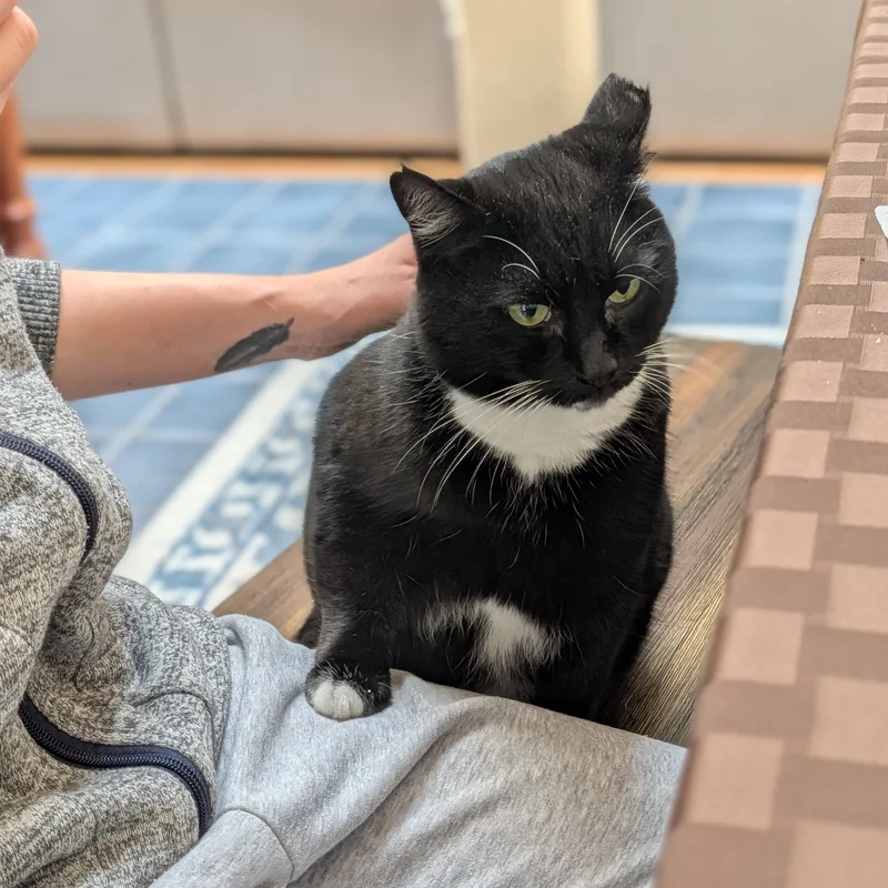 Black and white tuxedo cat named Jame with green eyes sitting on wooden surface, being petted, looking calm but slightly skeptical