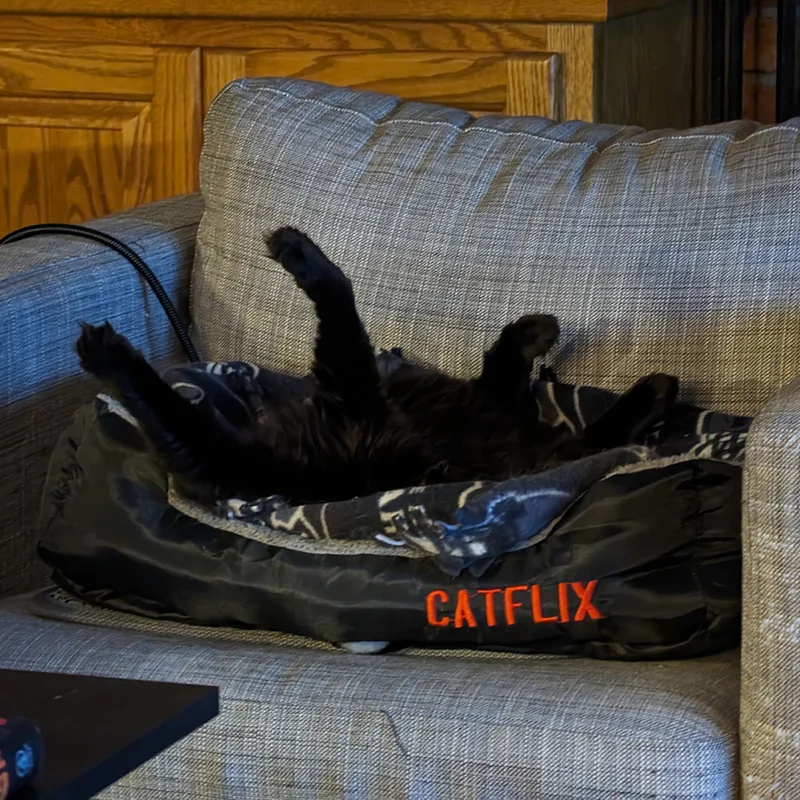 Black cat Teddy lying on back with paws up in a Catflix branded pet bed on a gray couch